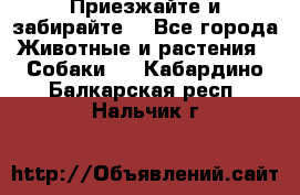 Приезжайте и забирайте. - Все города Животные и растения » Собаки   . Кабардино-Балкарская респ.,Нальчик г.